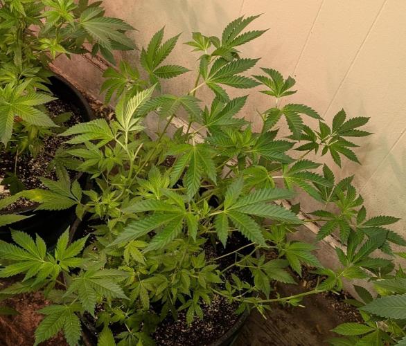 Forbidden Fruit. Week 16