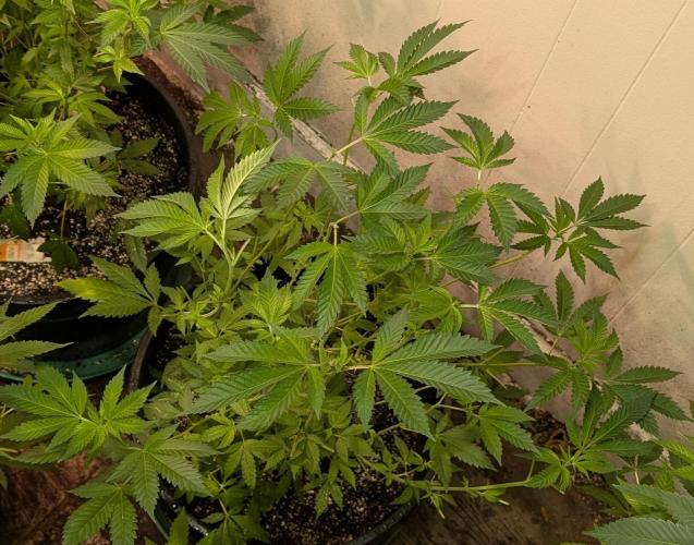 Forbidden Fruit. Week 16