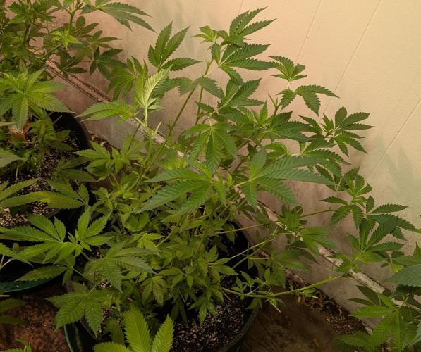 Forbidden Fruit. Week 16