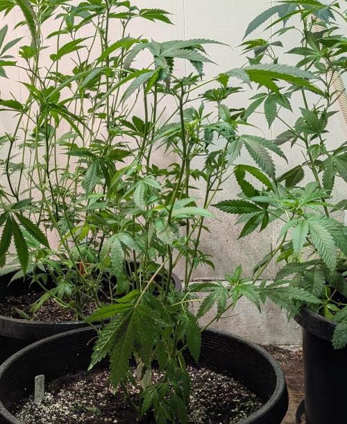 Pellezino Cookies. Week 16