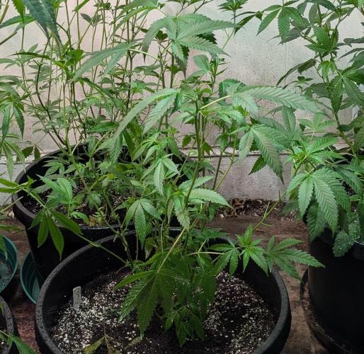 Pellezino Cookies. Week 16