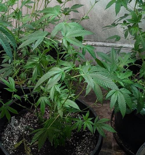 Pellezino Cookies. Week 16