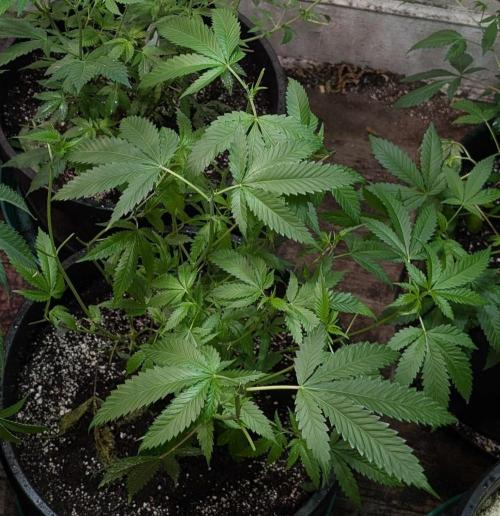 Pellezino Cookies. Week 16