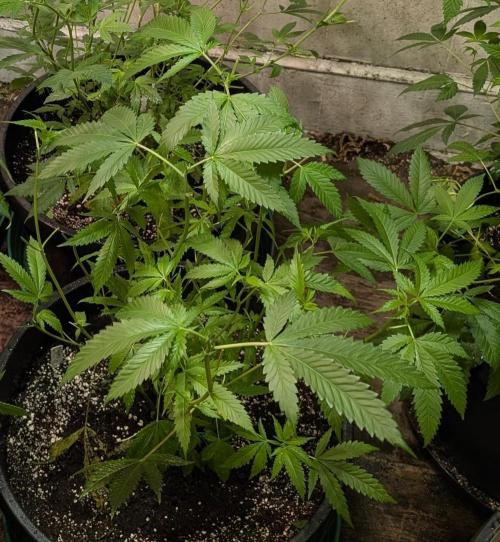 Pellezino Cookies. Week 16
