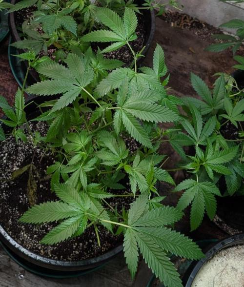 Pellezino Cookies. Week 16