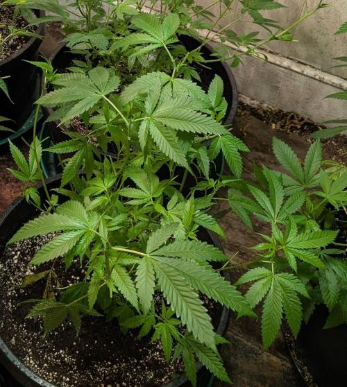 Pellezino Cookies. Week 16