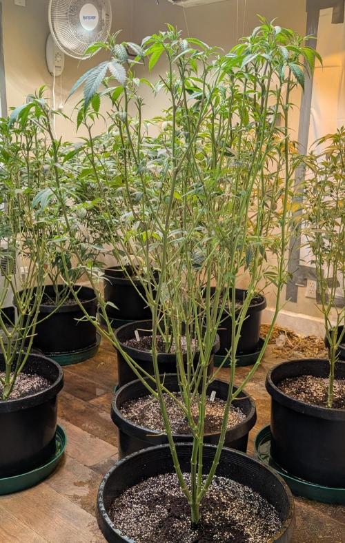 Super Boof. Week 16