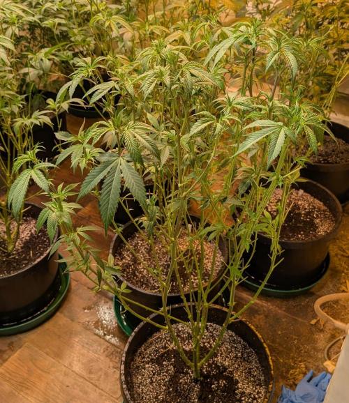 Super Boof. Week 16