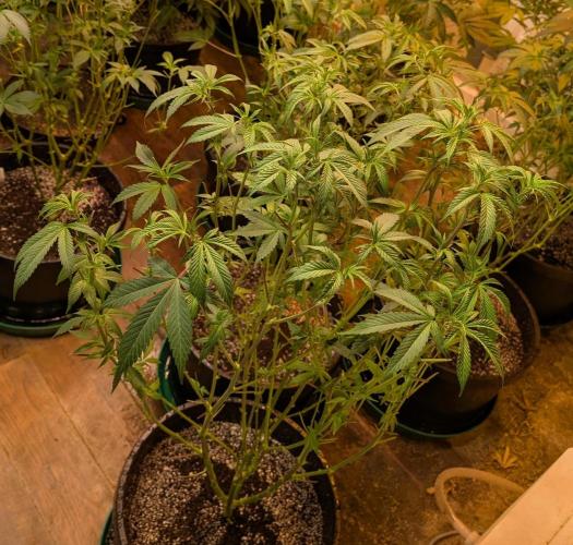 Super Boof. Week 16
