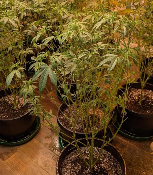 Super Boof. Week 16