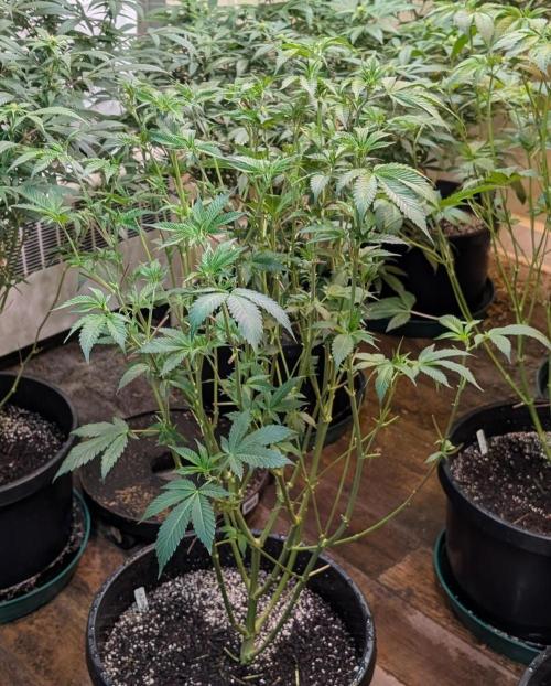 Fruity Pebbles. Week 16