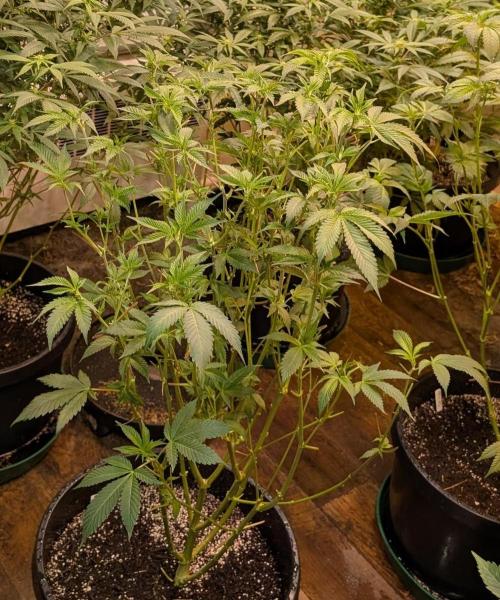 Fruity Pebbles. Week 16