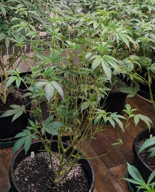 Fruity Pebbles. Week 16