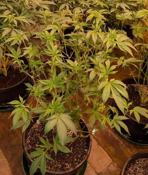 Fruity Pebbles. Week 16