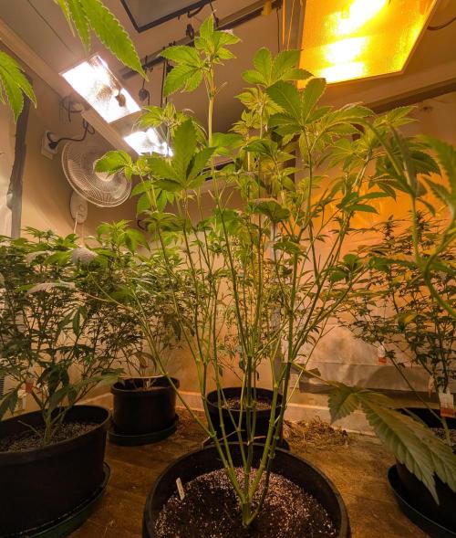 Pink Gelato. Week 16