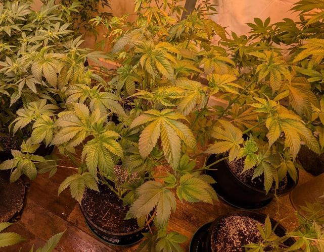 Pink Gelato. Week 16