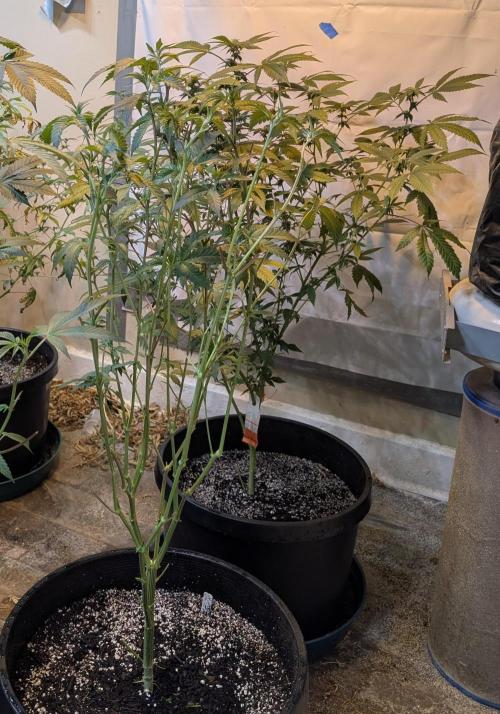 Zoap RosΓ©. Week 16