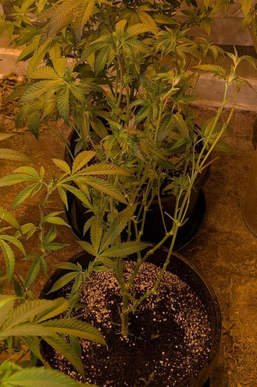 Zoap RosΓ©. Week 16
