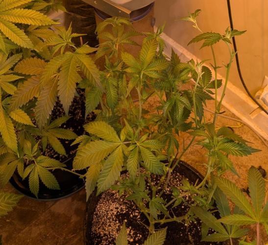 Zoap Rose. Week 16
