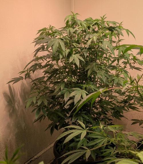 Gushers. Week 17