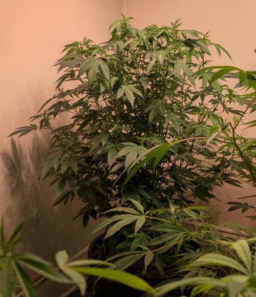 Gushers. Week 17