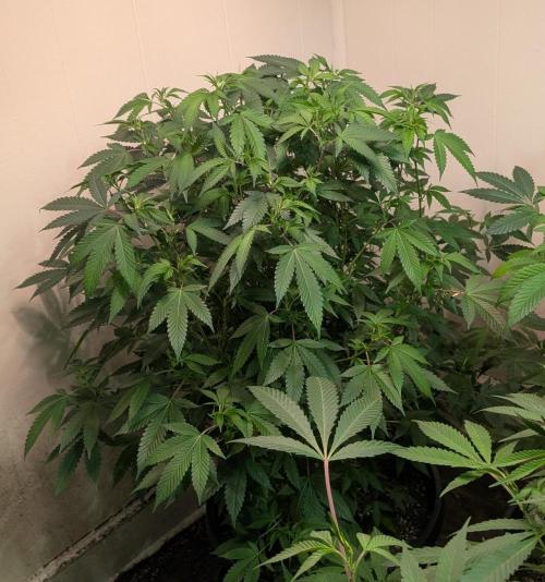 Gushers. Week 17