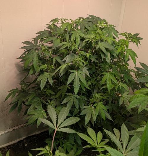 Gushers. Week 17