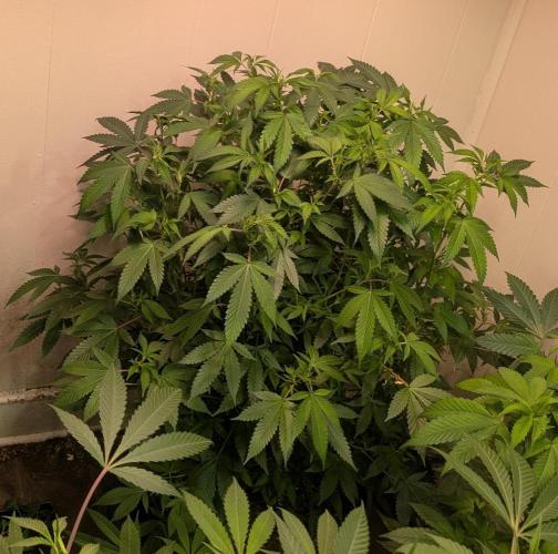 Gushers. Week 17