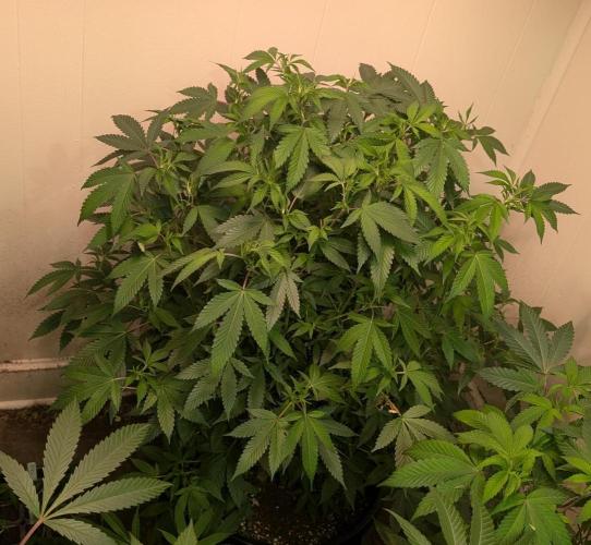Gushers. Week 17