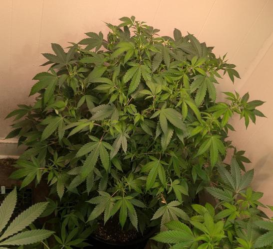 Gushers. Week 17