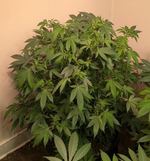 Gushers. Week 17