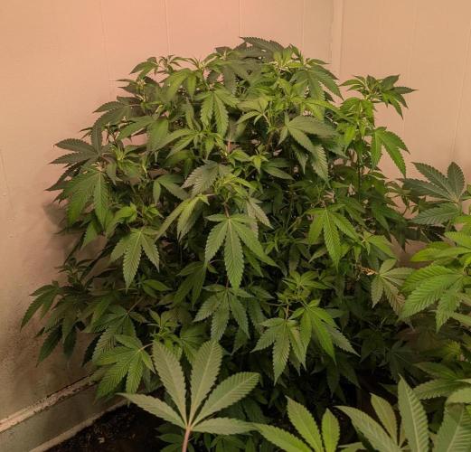 Gushers. Week 17