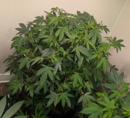Gushers. Week 17
