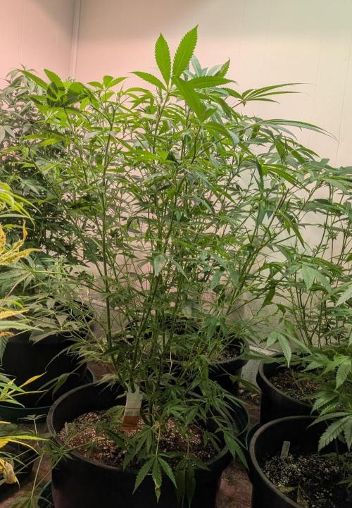 Sunset Sherbet. Week 17