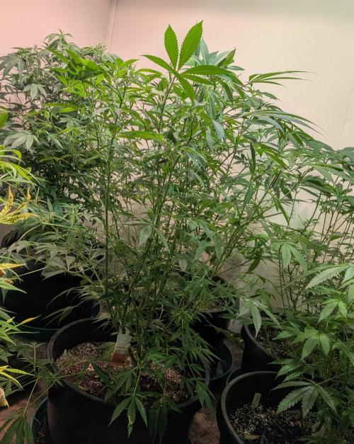 Sunset Sherbet. Week 17