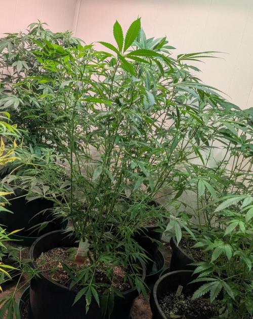 Sunset Sherbet. Week 17