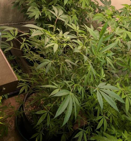 Sunset Sherbet. Week 17