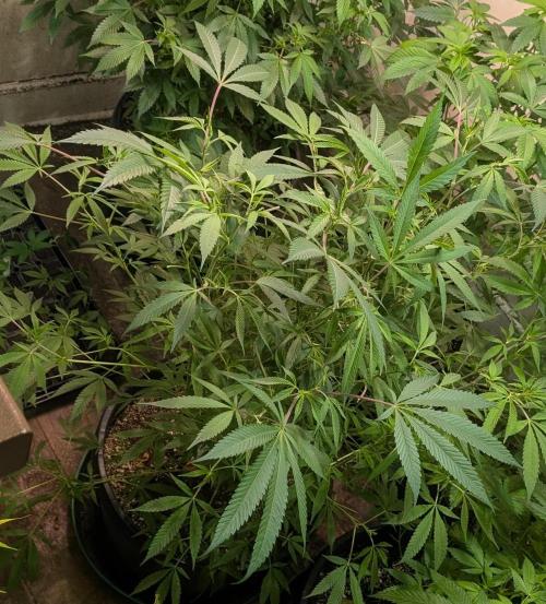 Sunset Sherbet. Week 17