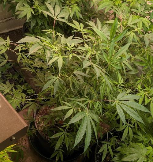 Sunset Sherbet. Week 17