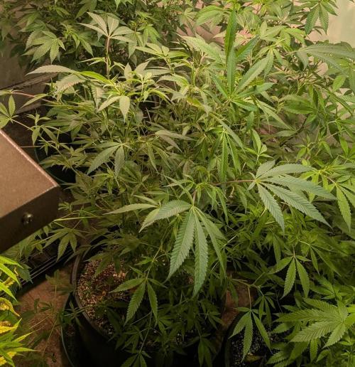 Sunset Sherbet. Week 17
