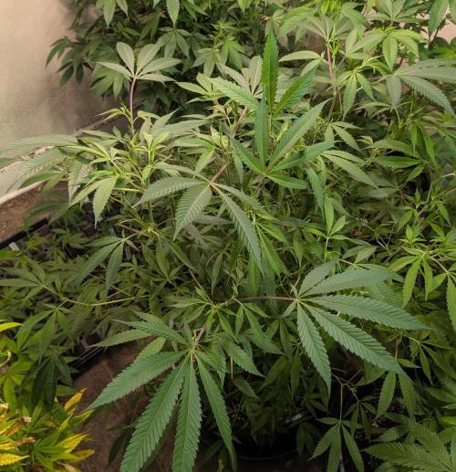 Sunset Sherbet. Week 17