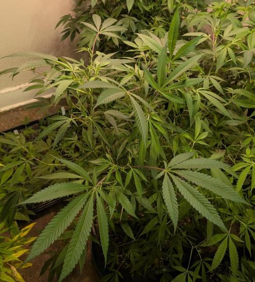 Sunset Sherbet. Week 17