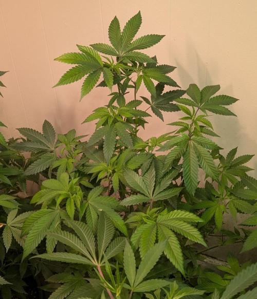 Cereal Milk. Week 17