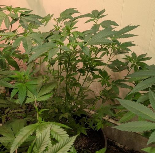 Forbidden Fruit. Week 17