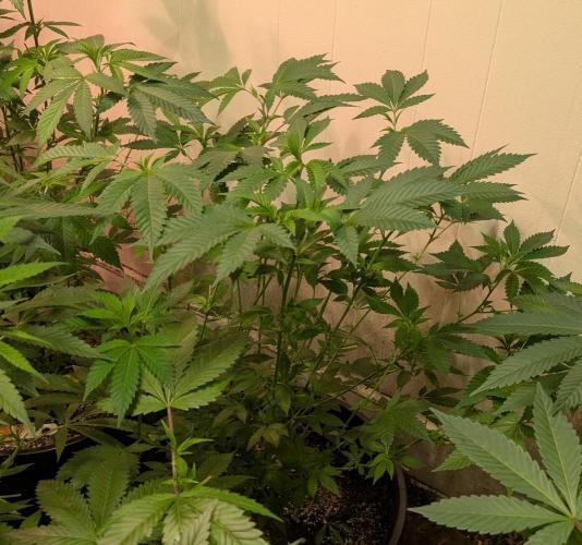 Forbidden Fruit. Week 17