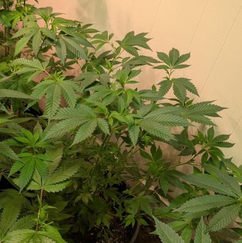 Forbidden Fruit. Week 17