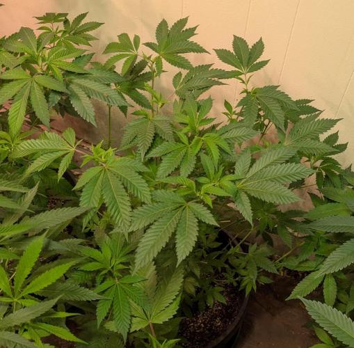 Forbidden Fruit. Week 17