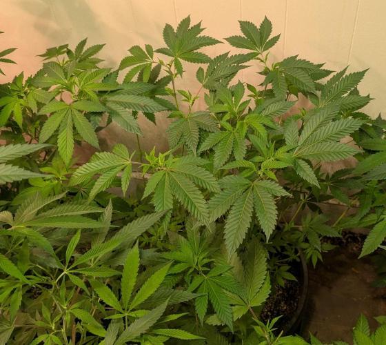 Forbidden Fruit. Week 17