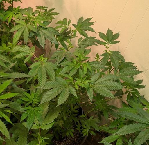 Forbidden Fruit. Week 17