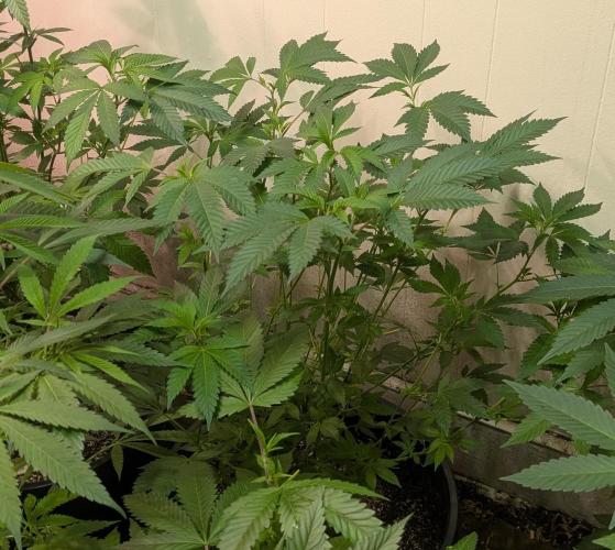 Forbidden Fruit. Week 17